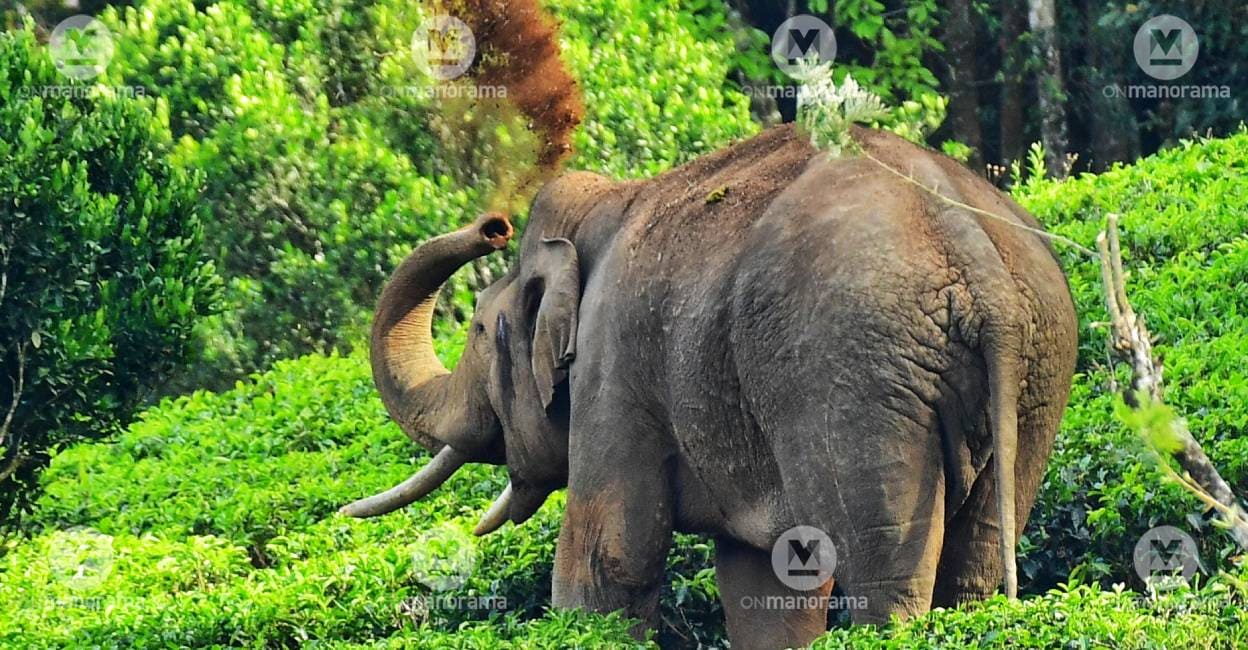 Arikomban traced again after losing radio collar signal for 24 hours